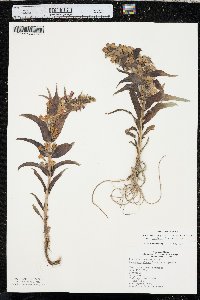 Penstemon angustifolius image