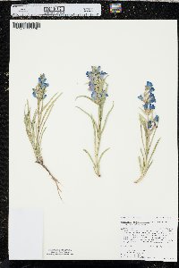 Penstemon angustifolius var. angustifolius image