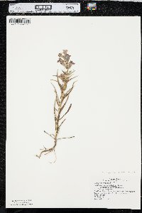 Penstemon angustifolius image