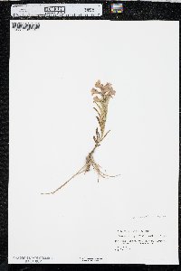 Penstemon angustifolius image