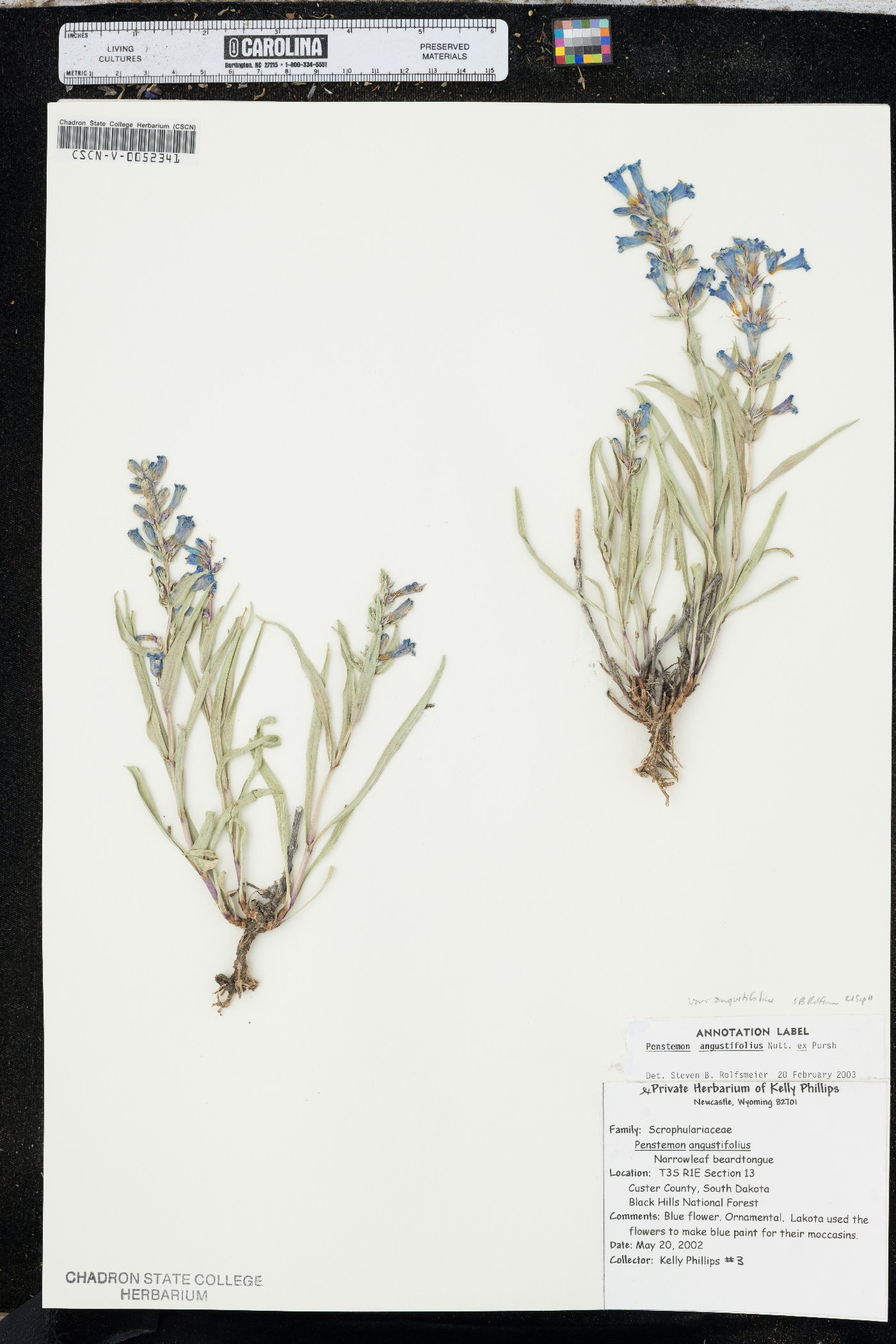 Penstemon angustifolius var. angustifolius image