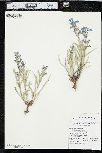 Penstemon angustifolius image