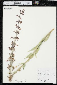 Penstemon confusus image