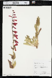 Penstemon eatonii image