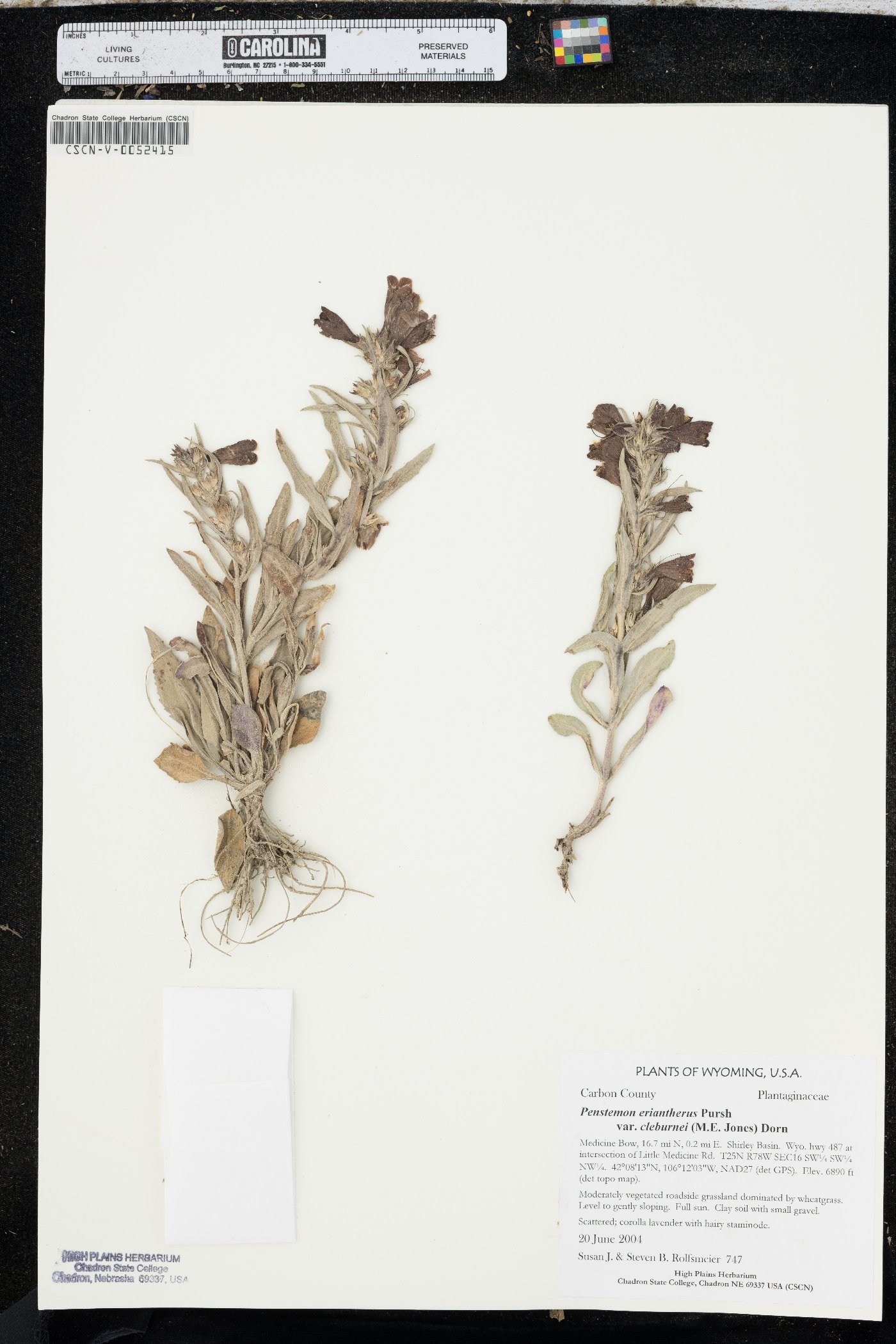Penstemon eriantherus image