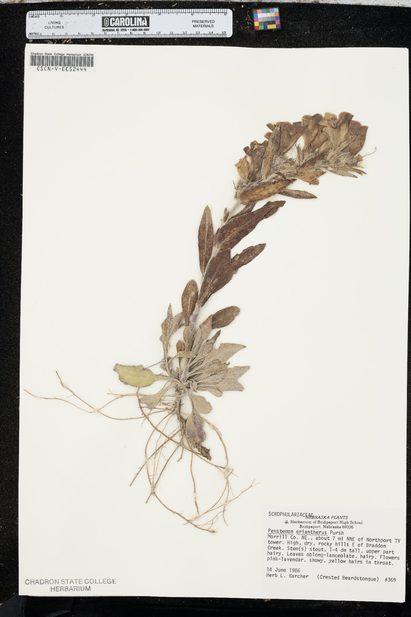 Penstemon eriantherus image