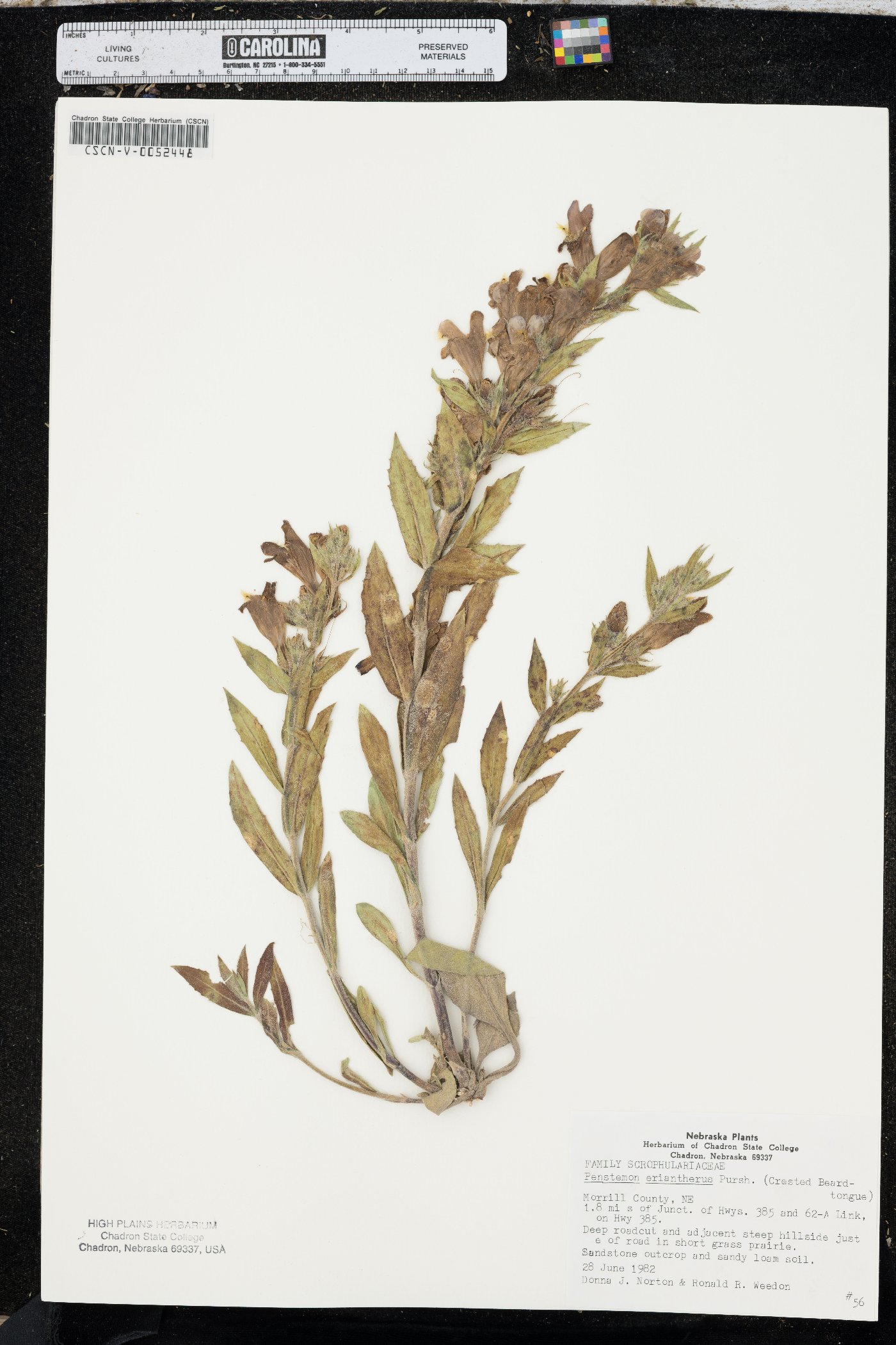 Penstemon eriantherus image
