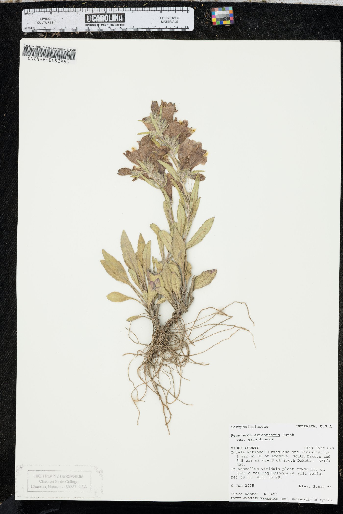Penstemon eriantherus image