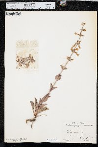 Penstemon fendleri image