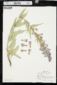 Penstemon glaber image