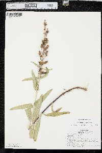 Penstemon glaber var. glaber image