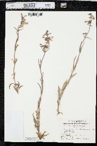 Penstemon gracilis image