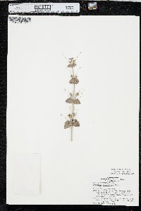 Penstemon grandiflorus image