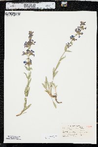 Penstemon humilis image