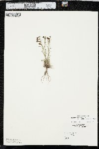 Penstemon laricifolius image