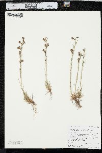 Penstemon laricifolius image