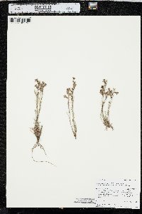 Penstemon laricifolius var. exilifolius image