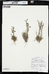 Penstemon laricifolius image