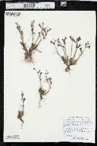 Penstemon laricifolius image