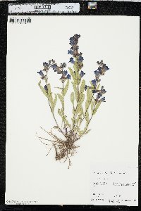Penstemon leiophyllus image