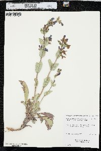 Penstemon pachyphyllus var. pachyphyllus image