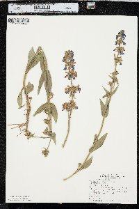 Penstemon rydbergii image