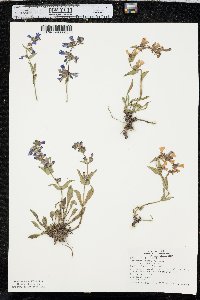 Penstemon virens image