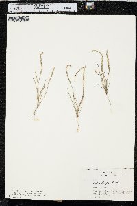 Plantago elongata image