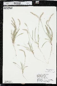 Plantago patagonica image