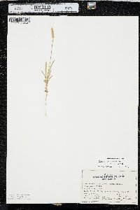 Plantago patagonica image