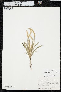 Plantago patagonica image