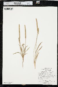 Plantago patagonica image