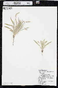 Plantago patagonica image