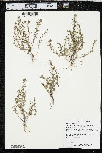 Veronica peregrina subsp. xalapensis image