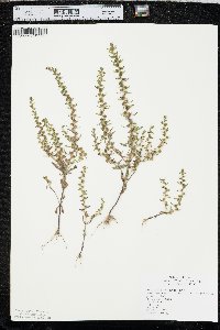 Veronica peregrina subsp. xalapensis image