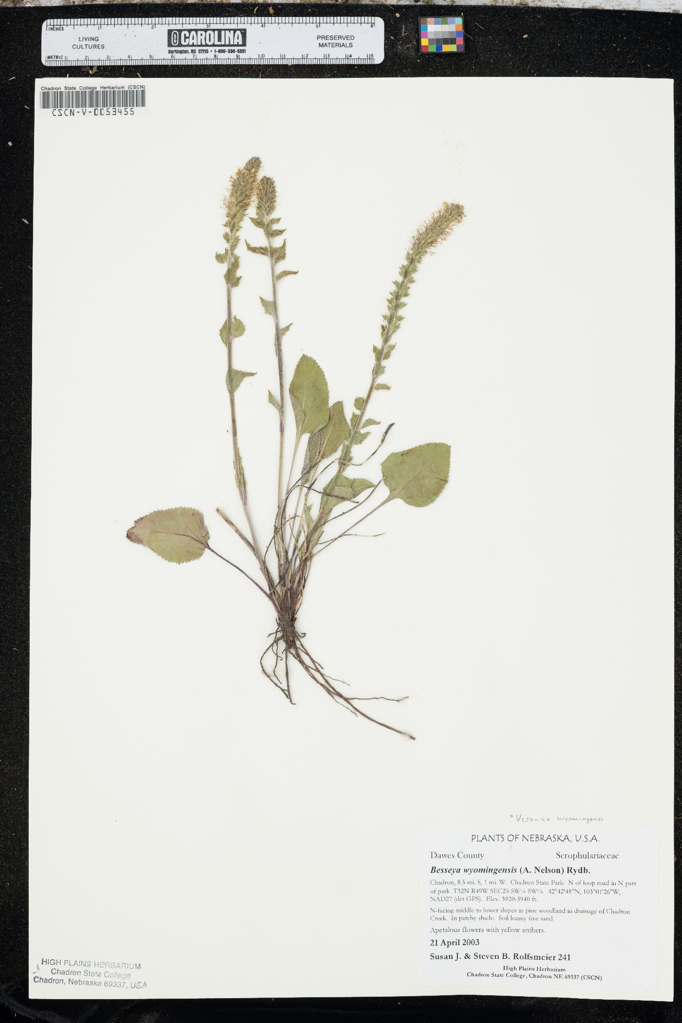 Veronica wyomingensis image