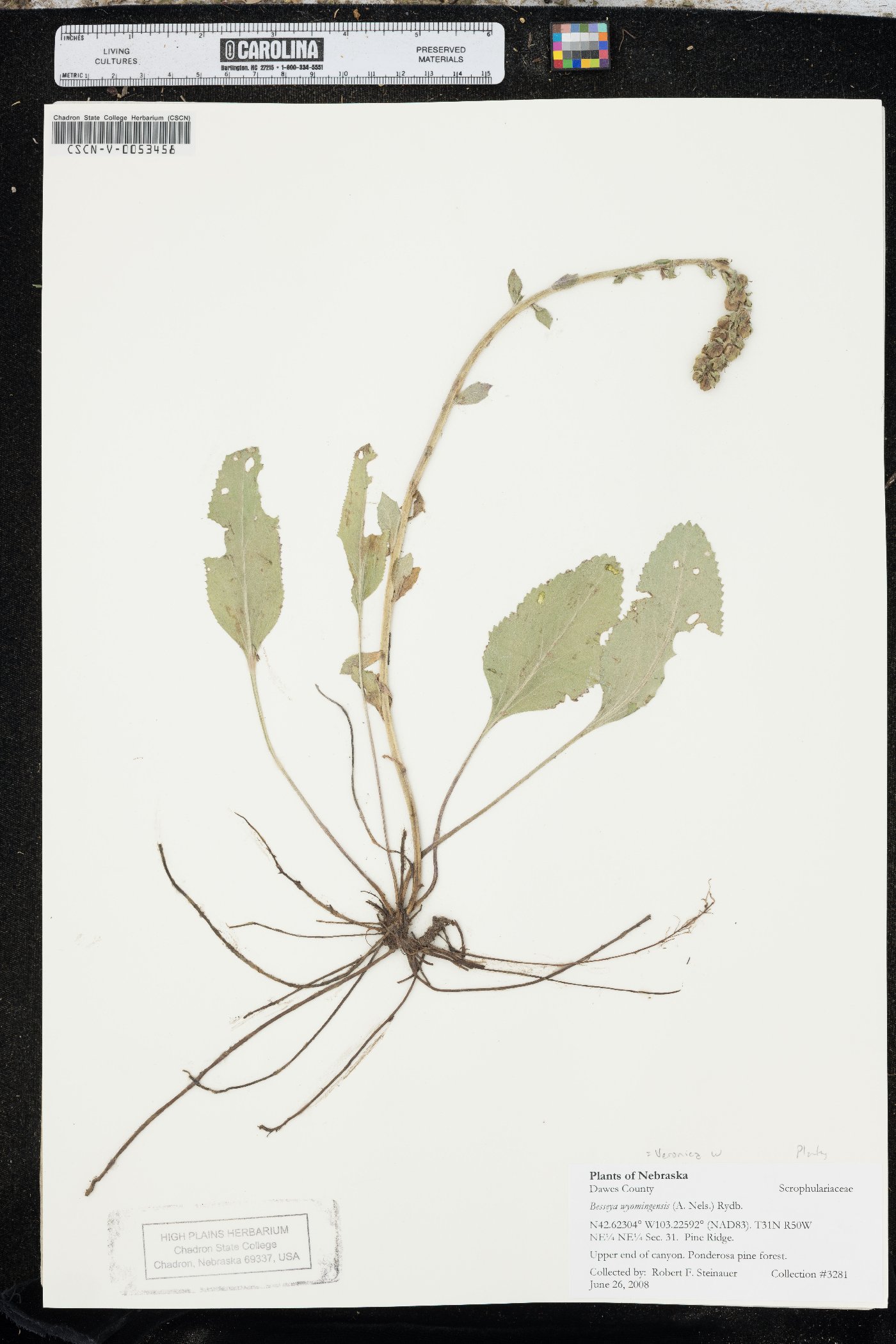 Veronica wyomingensis image