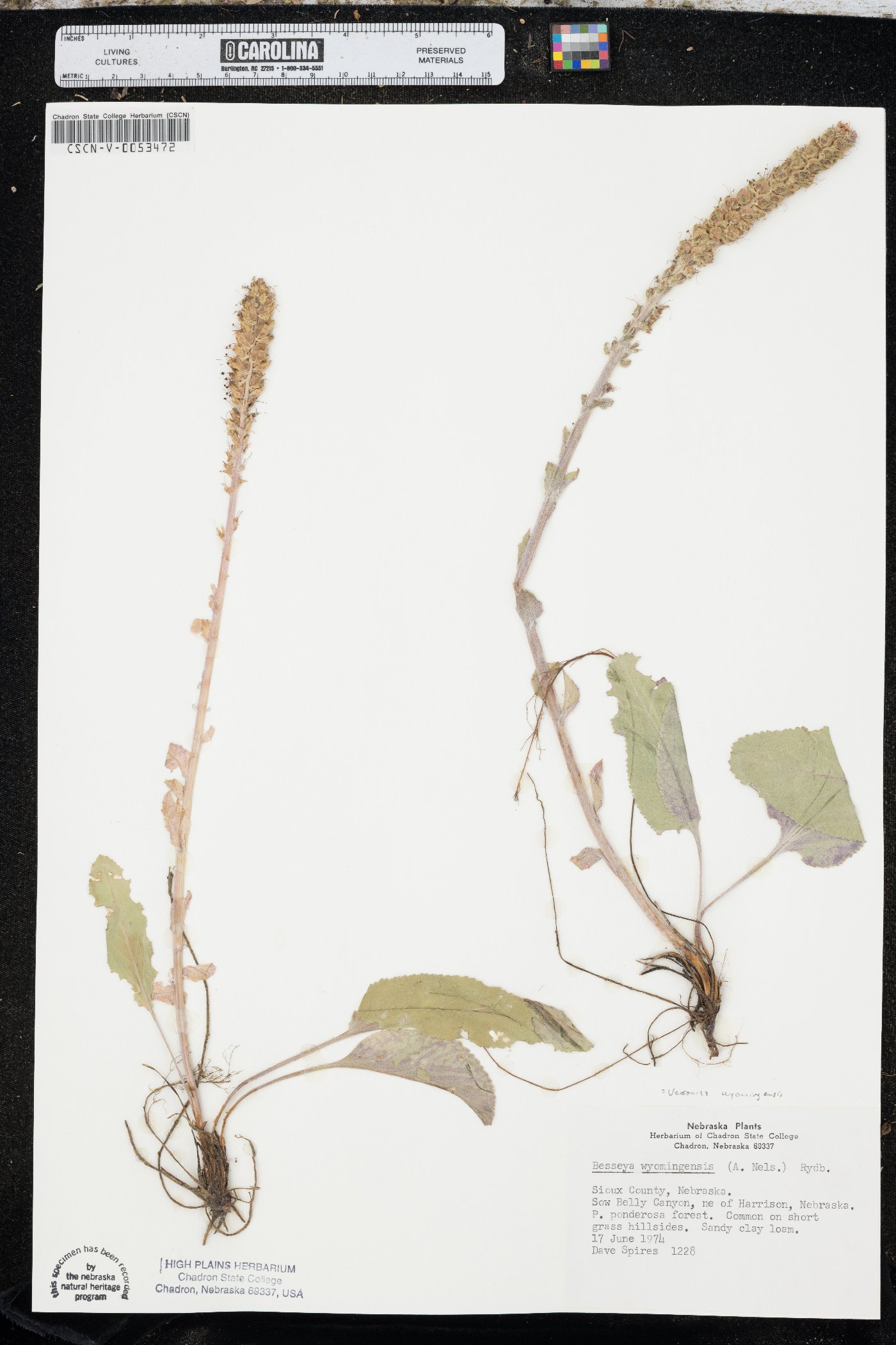 Veronica wyomingensis image