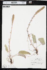 Veronica wyomingensis image