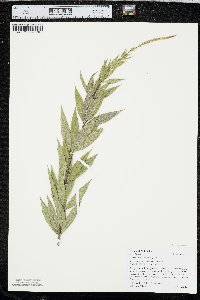 Veronicastrum virginicum image