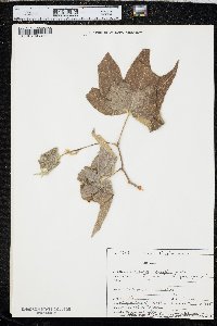 Platanus wrightii image