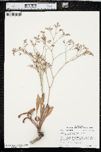 Limonium carolinianum image