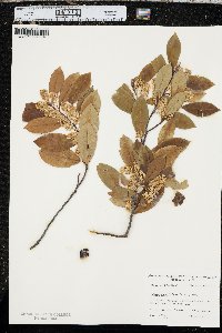 Prunus caroliniana image