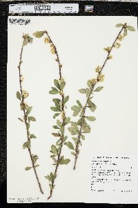 Prunus emarginata image