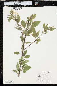 Prunus pensylvanica image