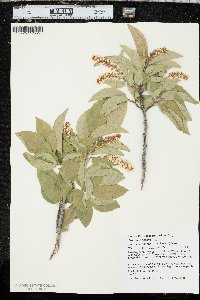 Prunus virginiana var. melanocarpa image