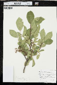 Prunus virginiana var. melanocarpa image