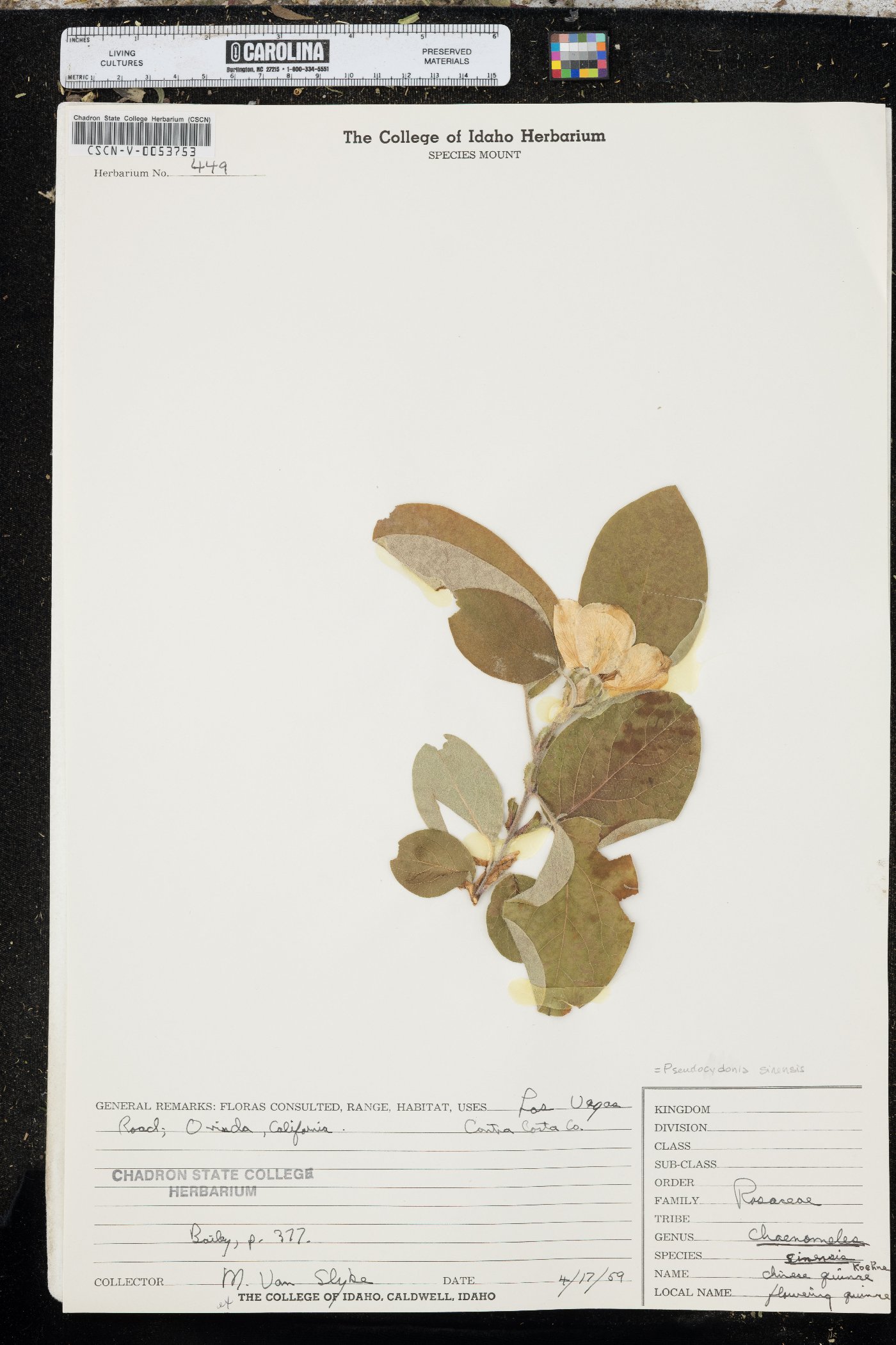 Pseudocydonia sinensis image