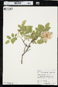 Rosa nutkana var. hispida image