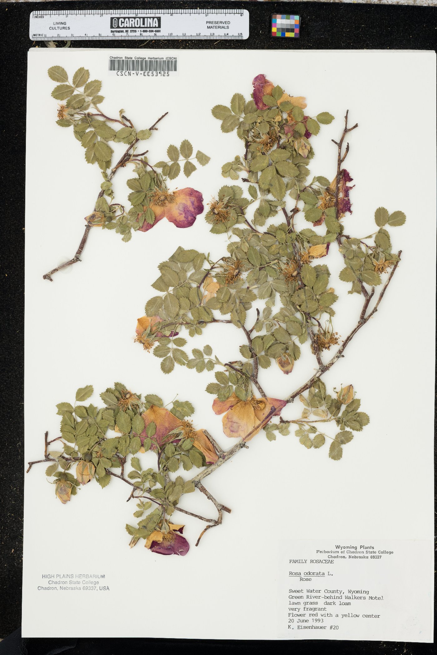 Rosa odorata image